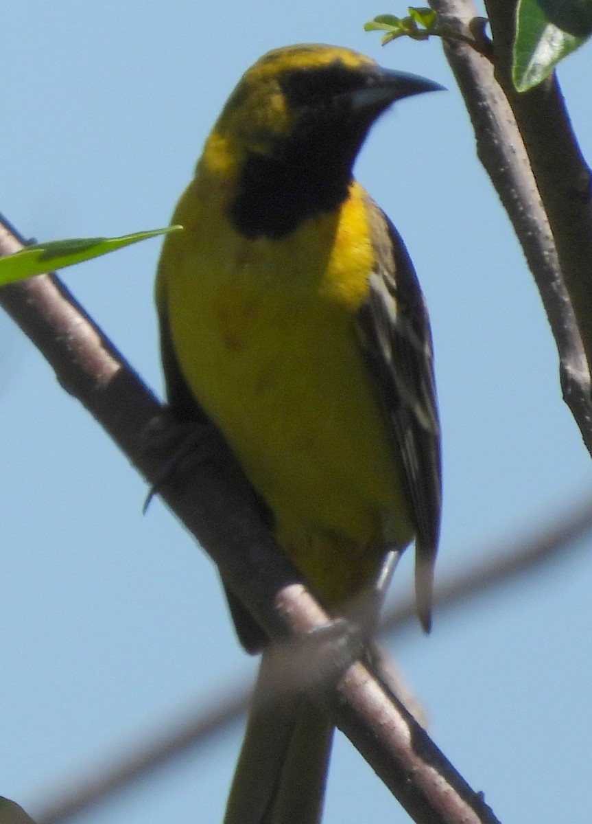 Orchard Oriole - ML635198250