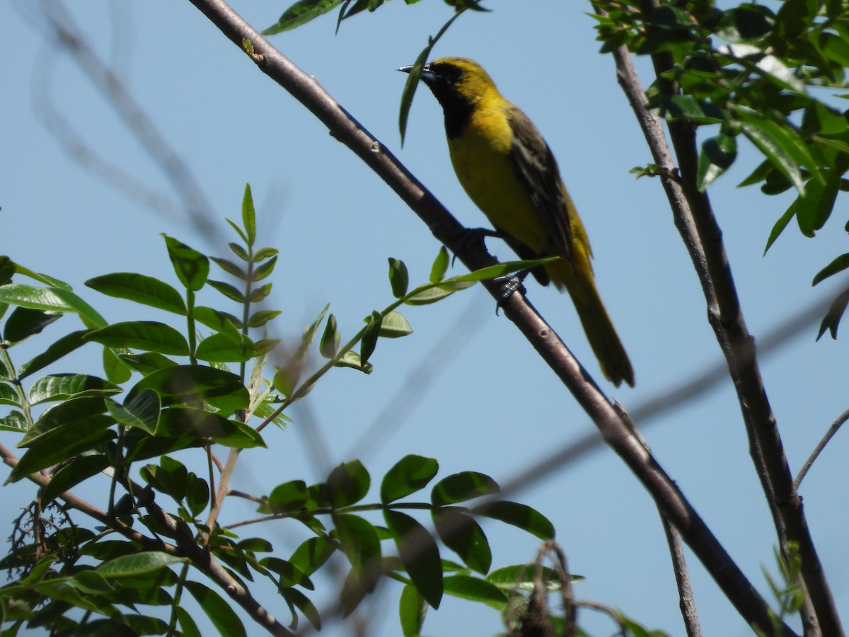 Orchard Oriole - ML635198251