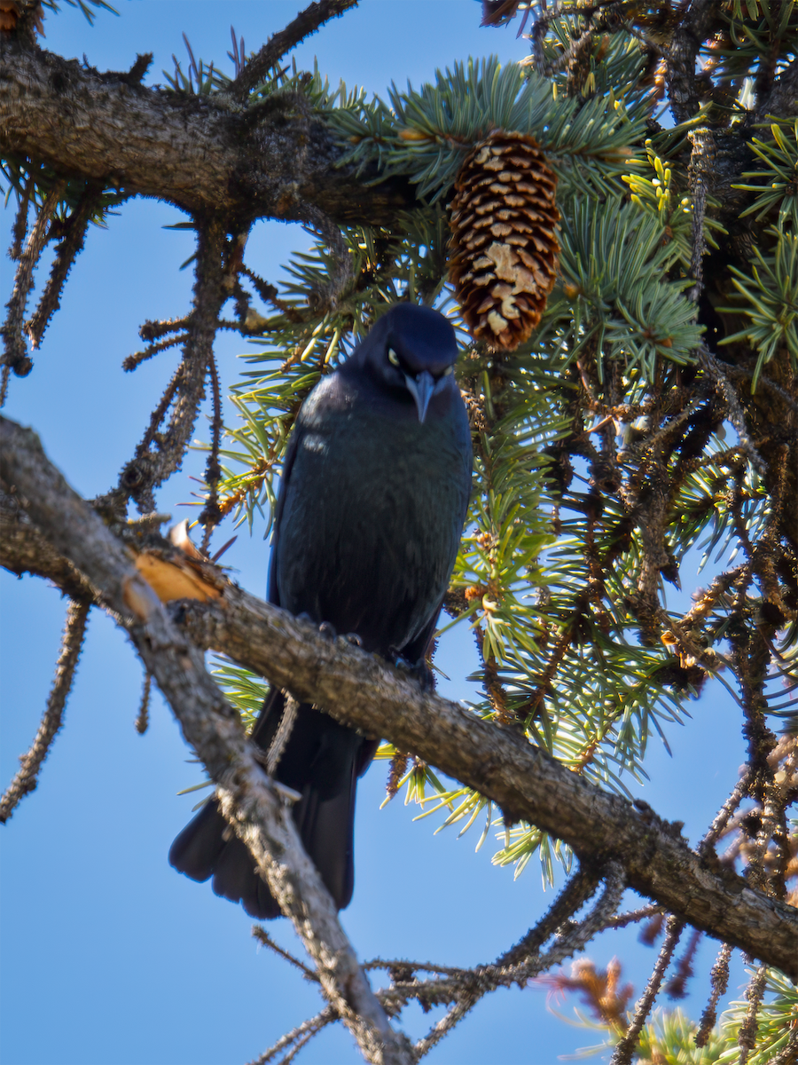 Brewer's Blackbird - ML635198263