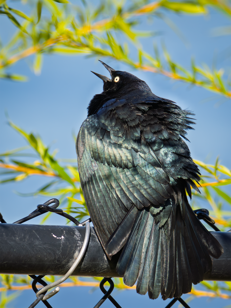 Brewer's Blackbird - ML635198264