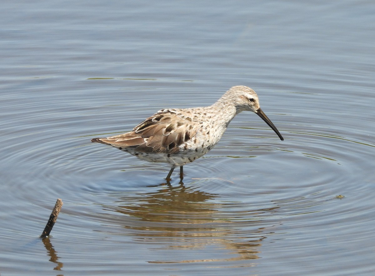 Stilt Sandpiper - ML635198310
