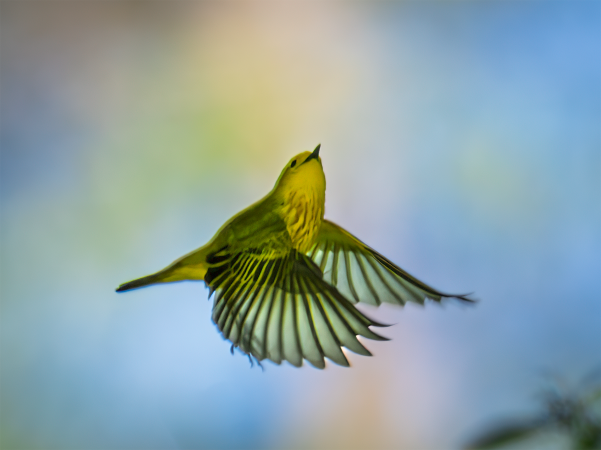 Yellow Warbler - ML635198319