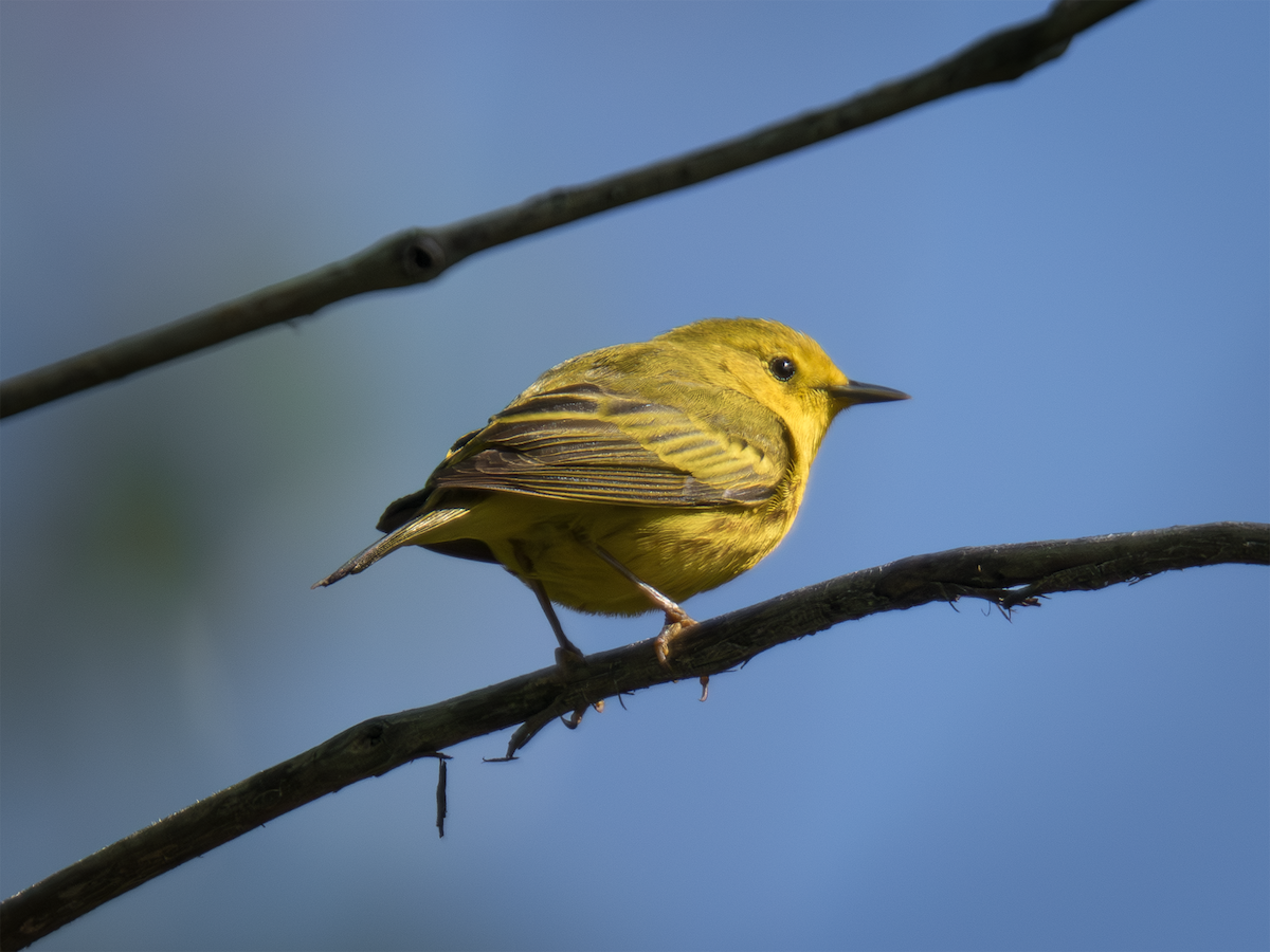 Yellow Warbler - ML635198321