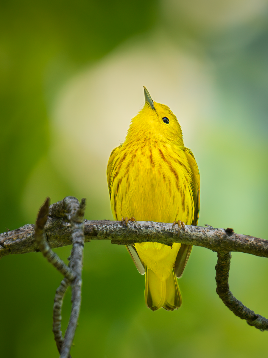 Yellow Warbler - ML635198322