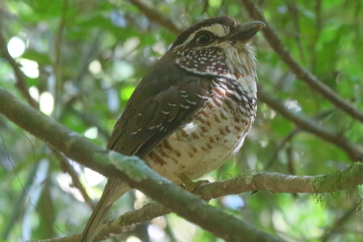 Short-legged Ground-Roller - ML635198339