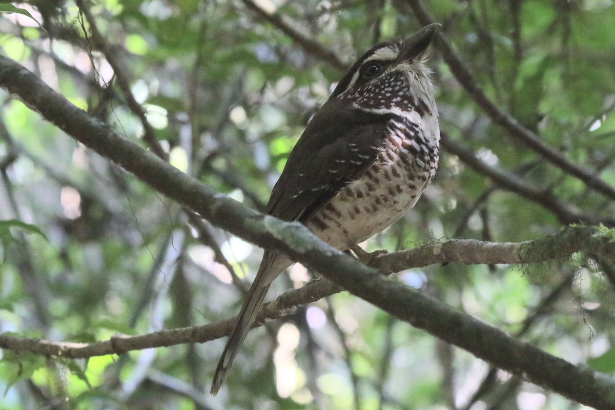 Short-legged Ground-Roller - ML635198343