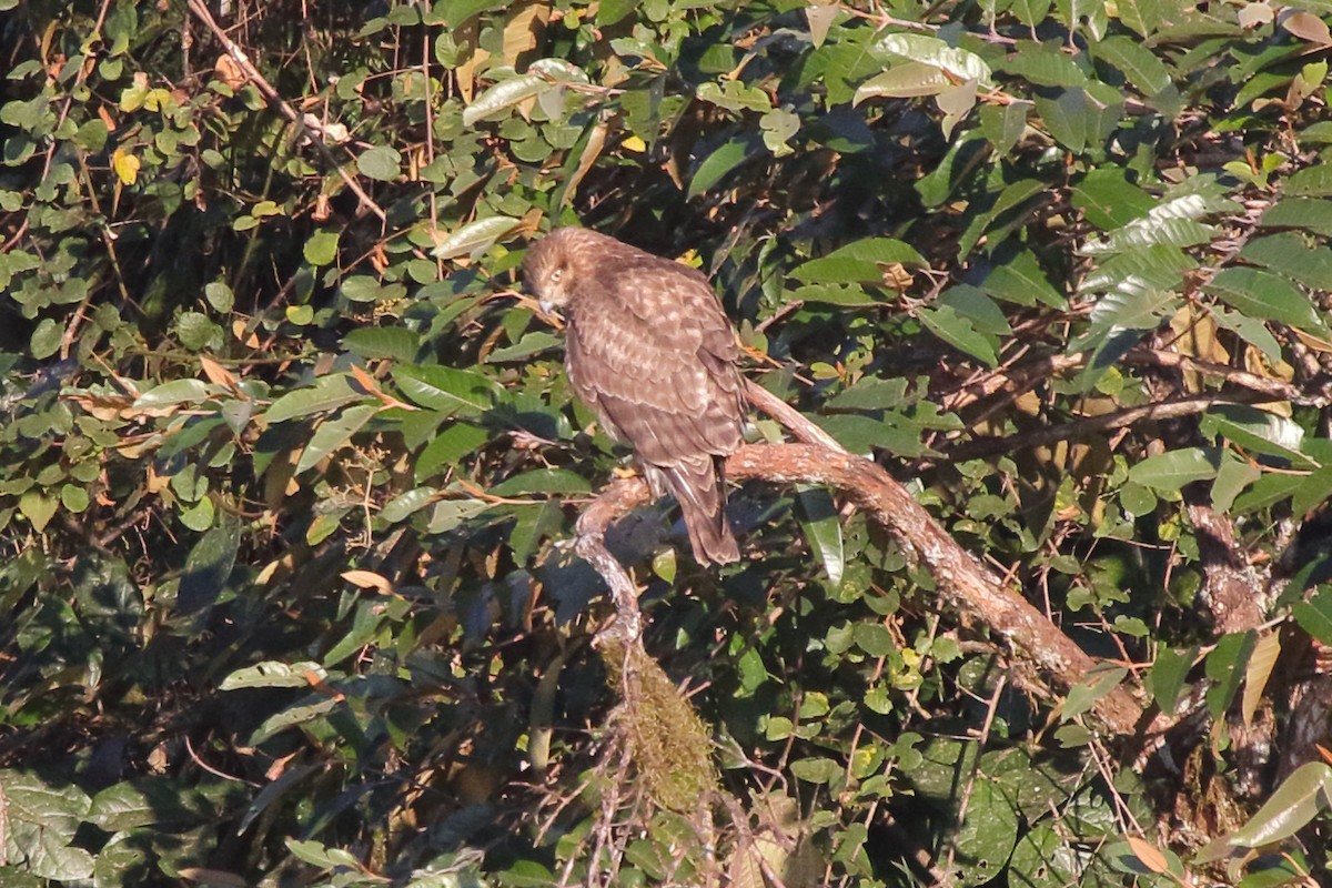 Madagascar Buzzard - ML635198377