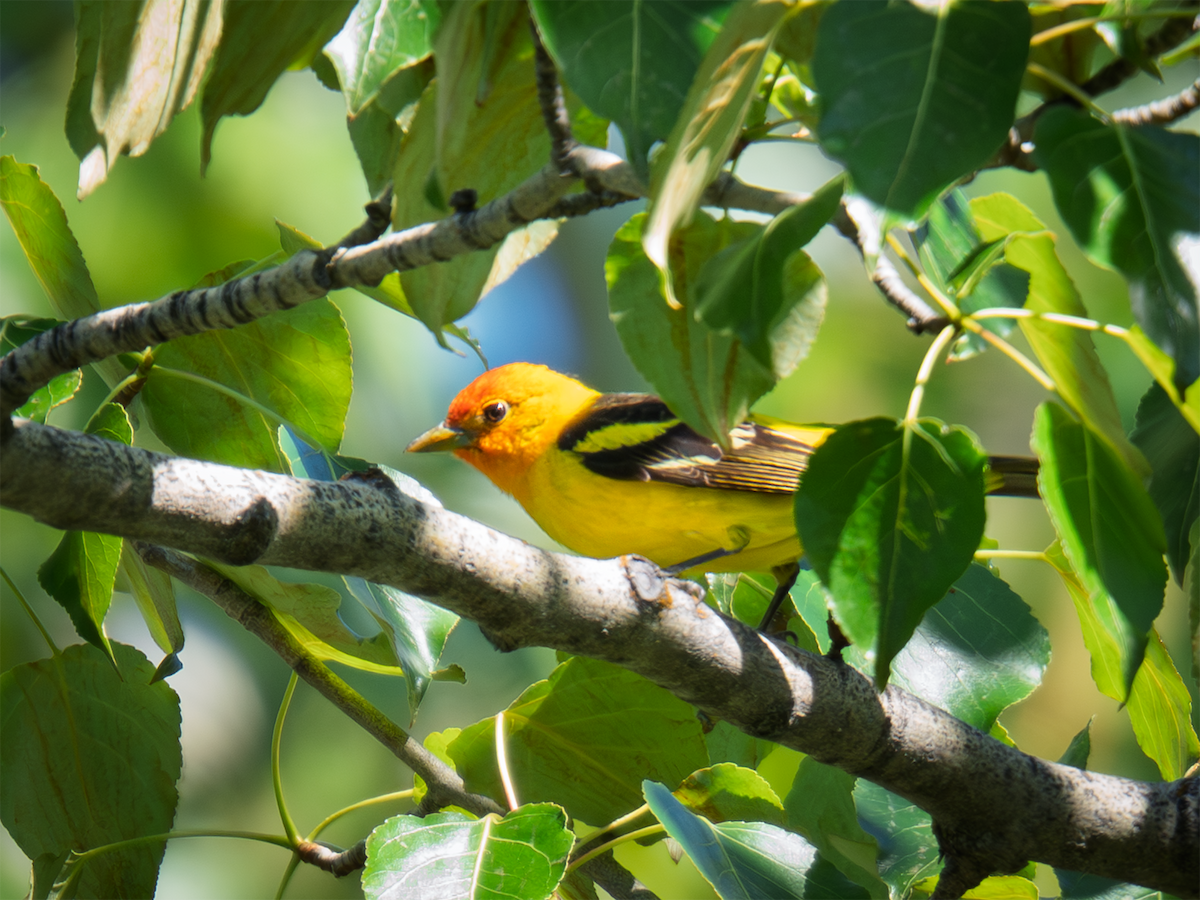 Western Tanager - ML635198485