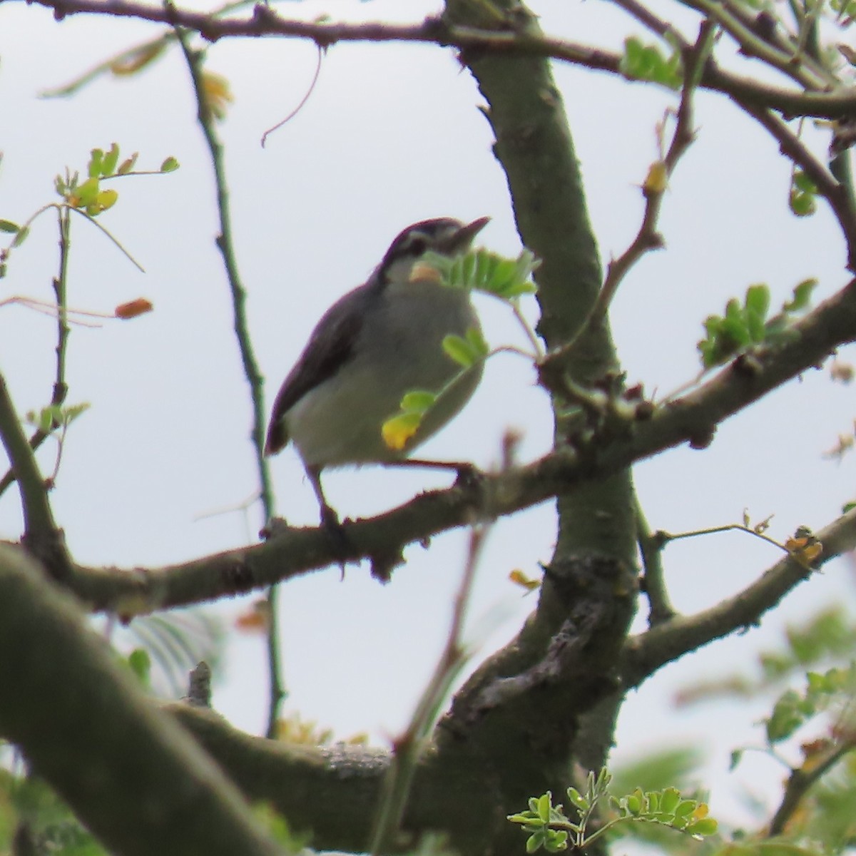Marañon Gnatcatcher - ML635198511