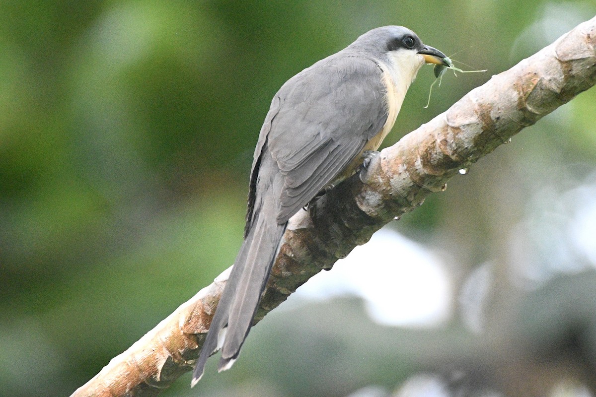 Mangrove Cuckoo - ML635198544