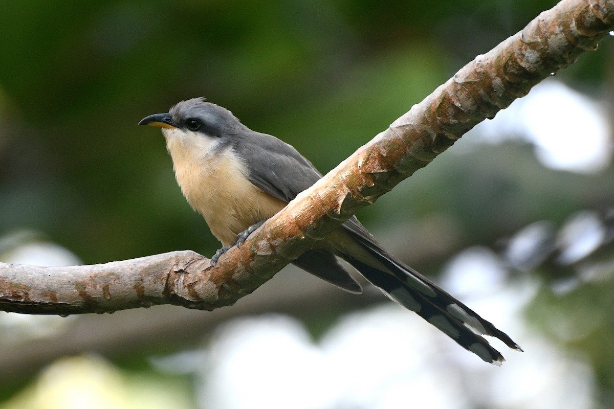 Mangrove Cuckoo - ML635198545