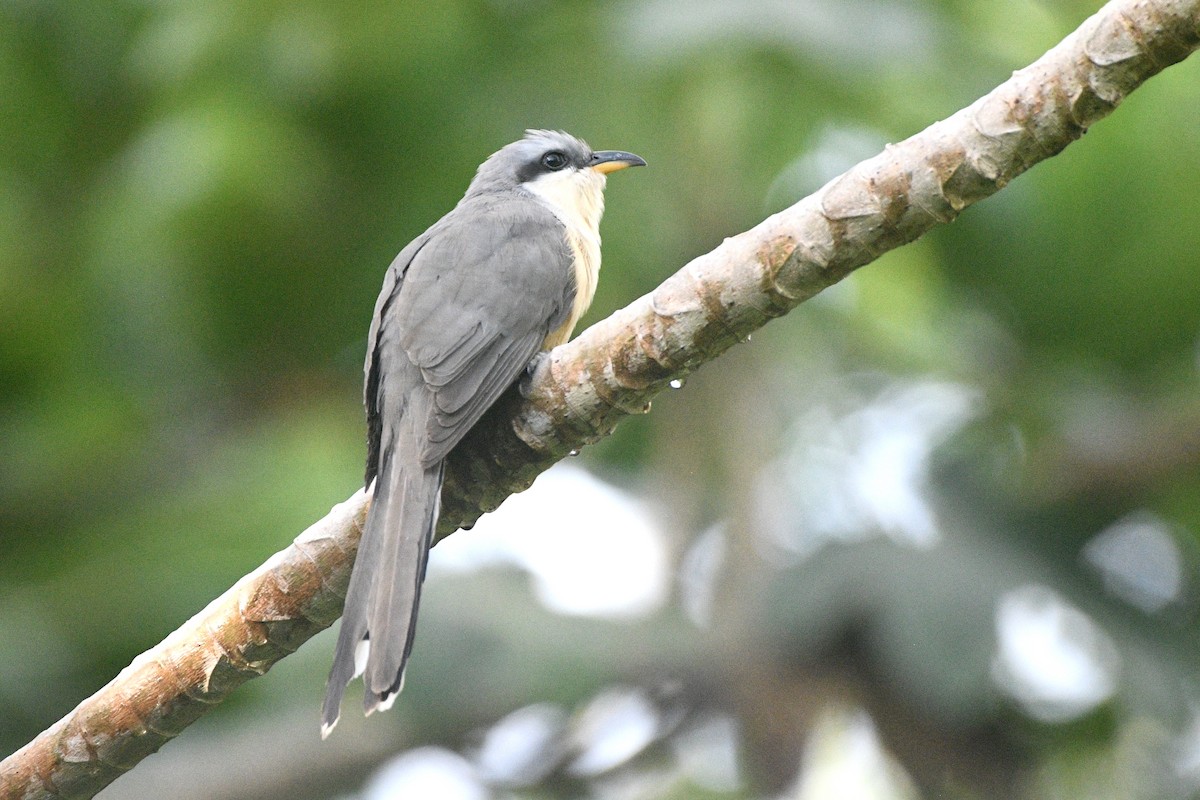 Mangrove Cuckoo - ML635198547