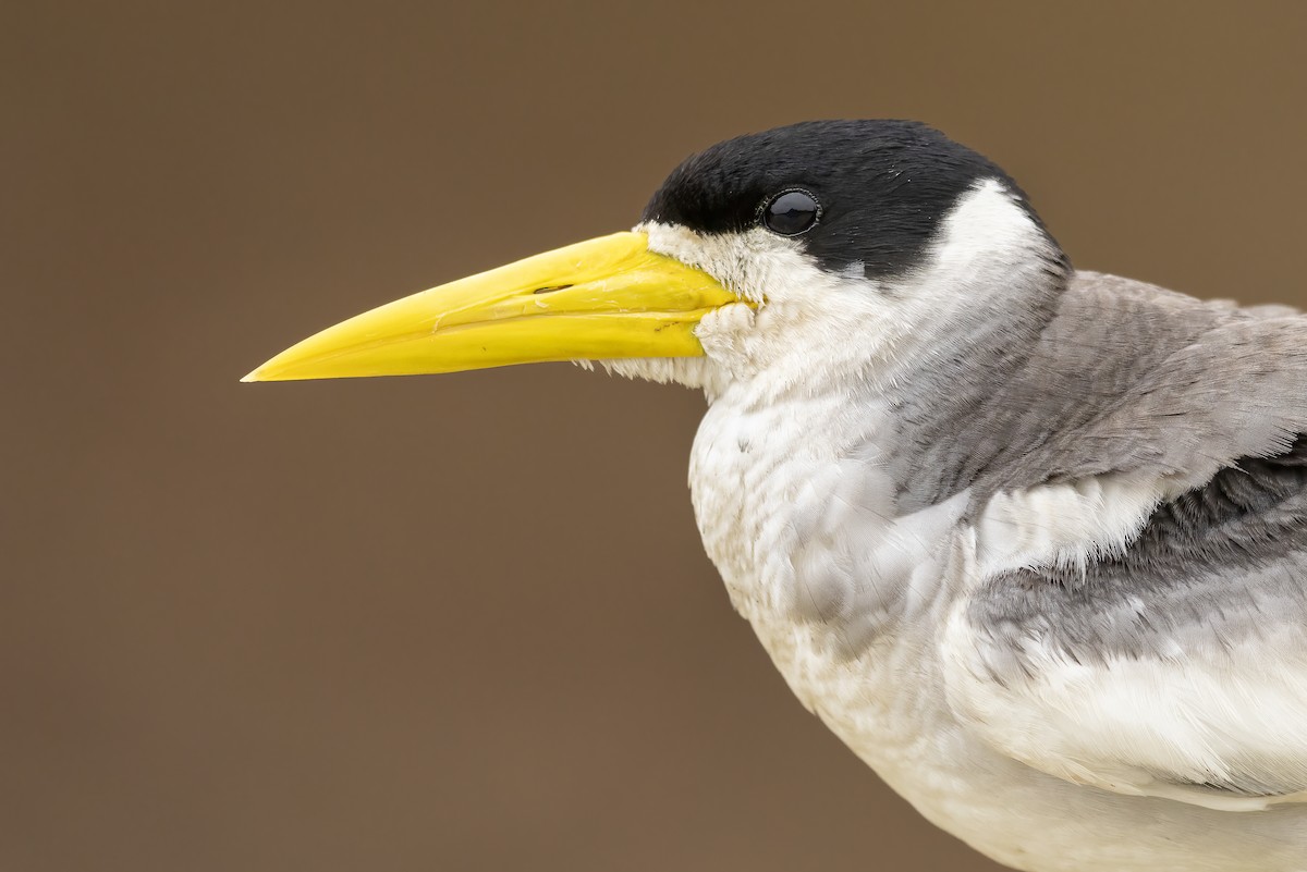 Large-billed Tern - ML635198587