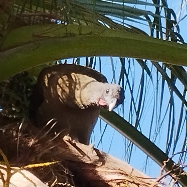 Chachalaca Culirroja - ML635198614