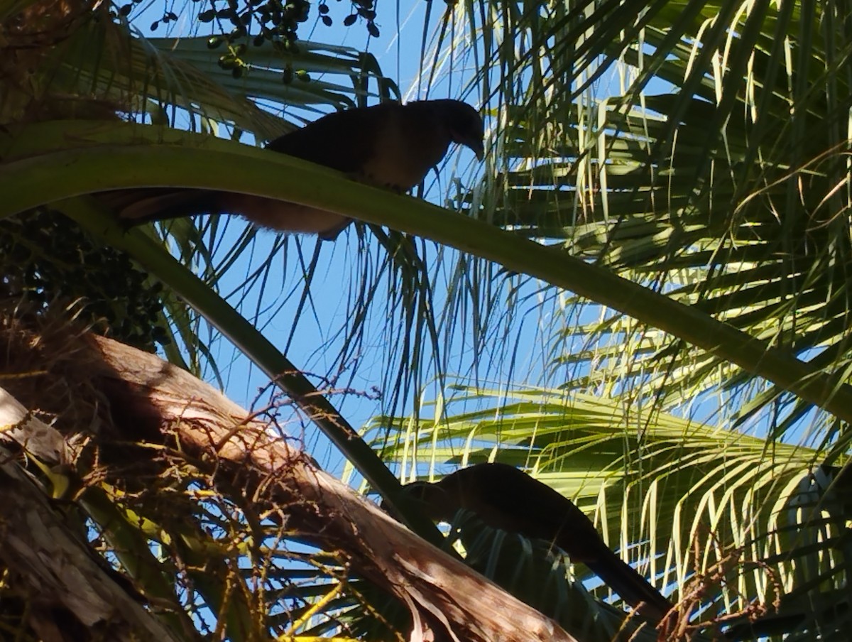 Chachalaca Culirroja - ML635198615