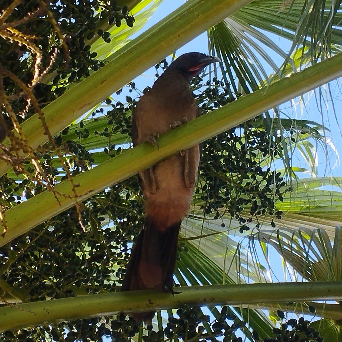 Chachalaca Culirroja - ML635198616