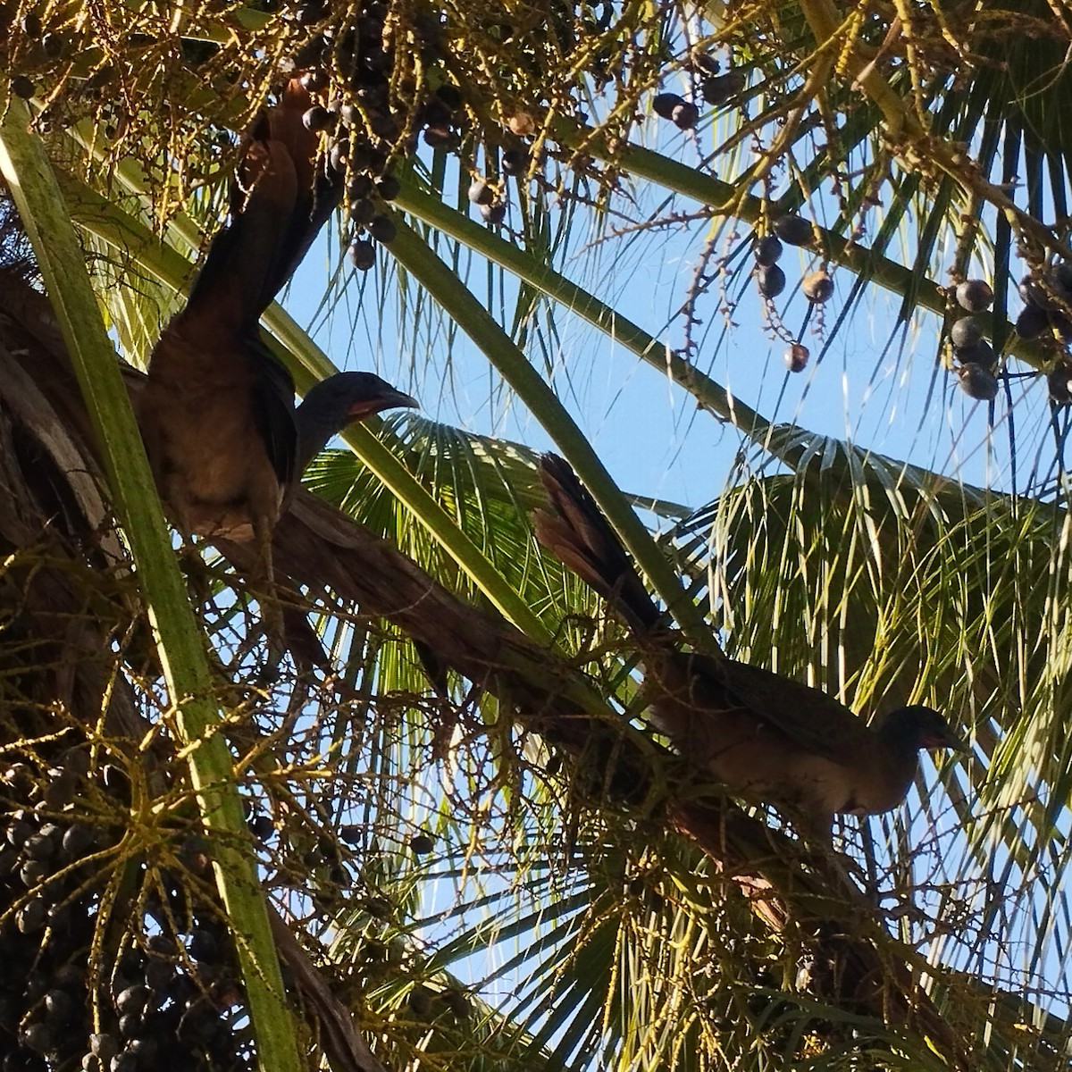 Chachalaca Culirroja - ML635198619