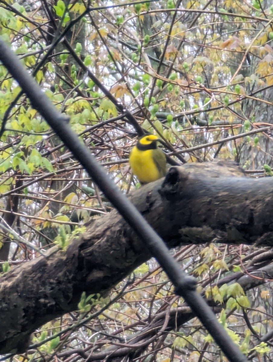 hetteparula - ML635198661