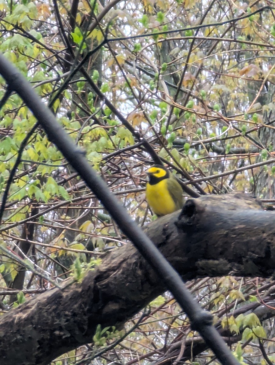 hetteparula - ML635198662