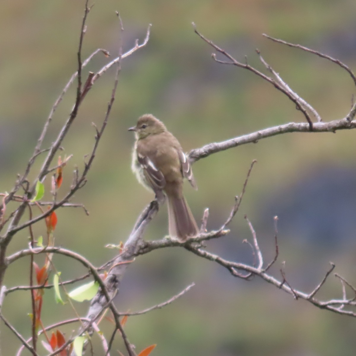 Highland Elaenia - ML635198797