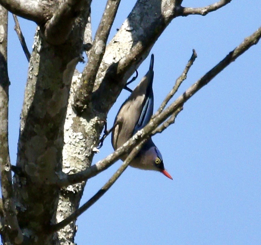 Velvet-fronted Nuthatch - ML635198799