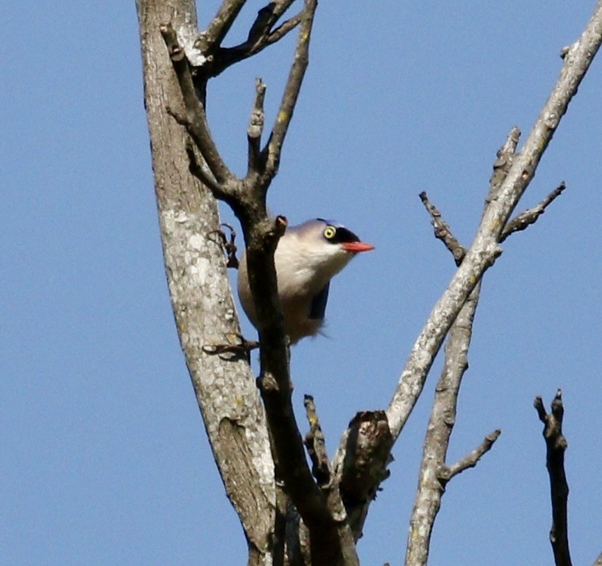 Velvet-fronted Nuthatch - ML635198800