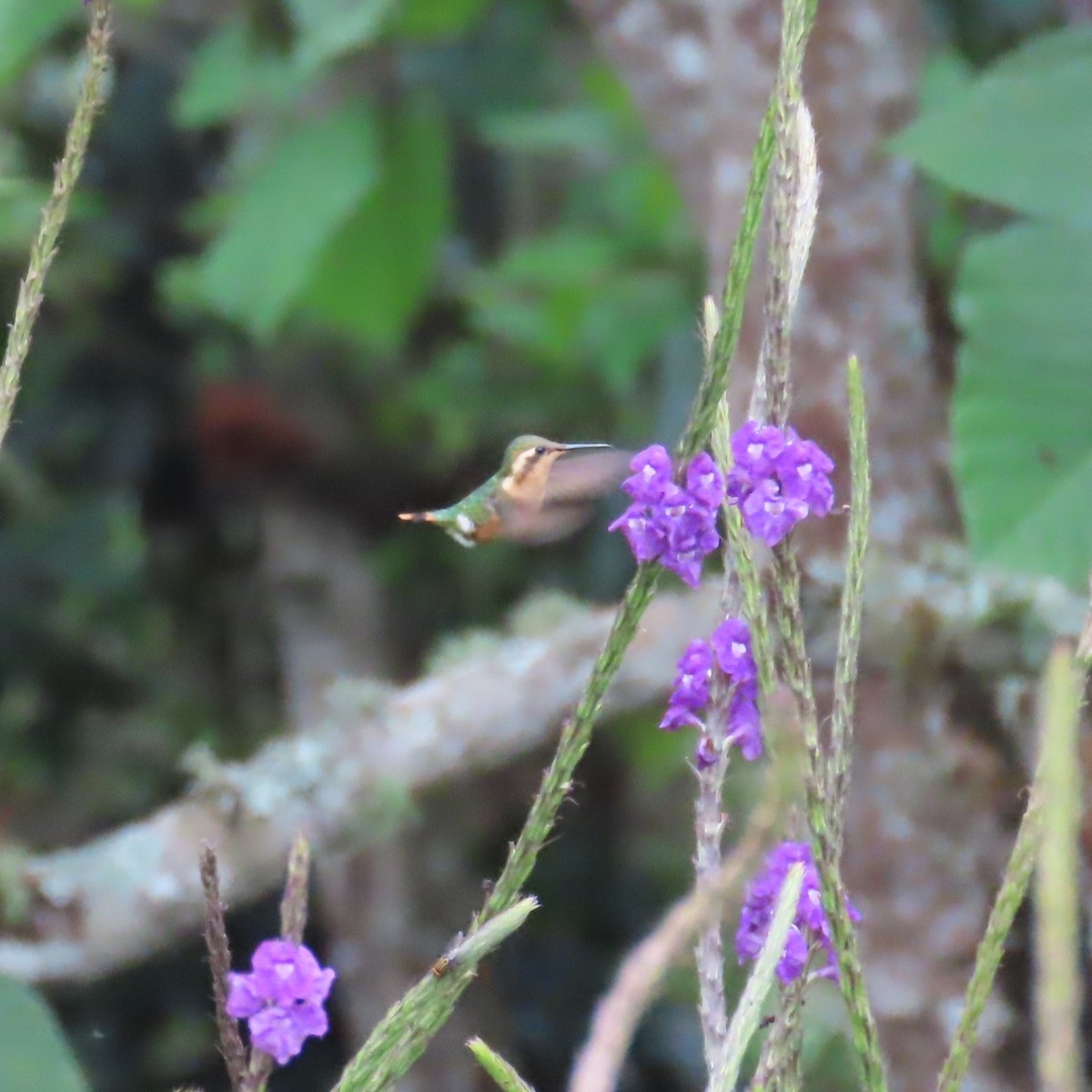 Colibri bourdon - ML635198812