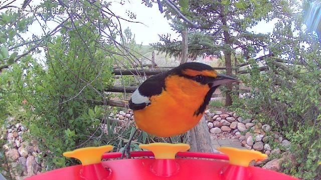 Bullock's Oriole - ML635198886