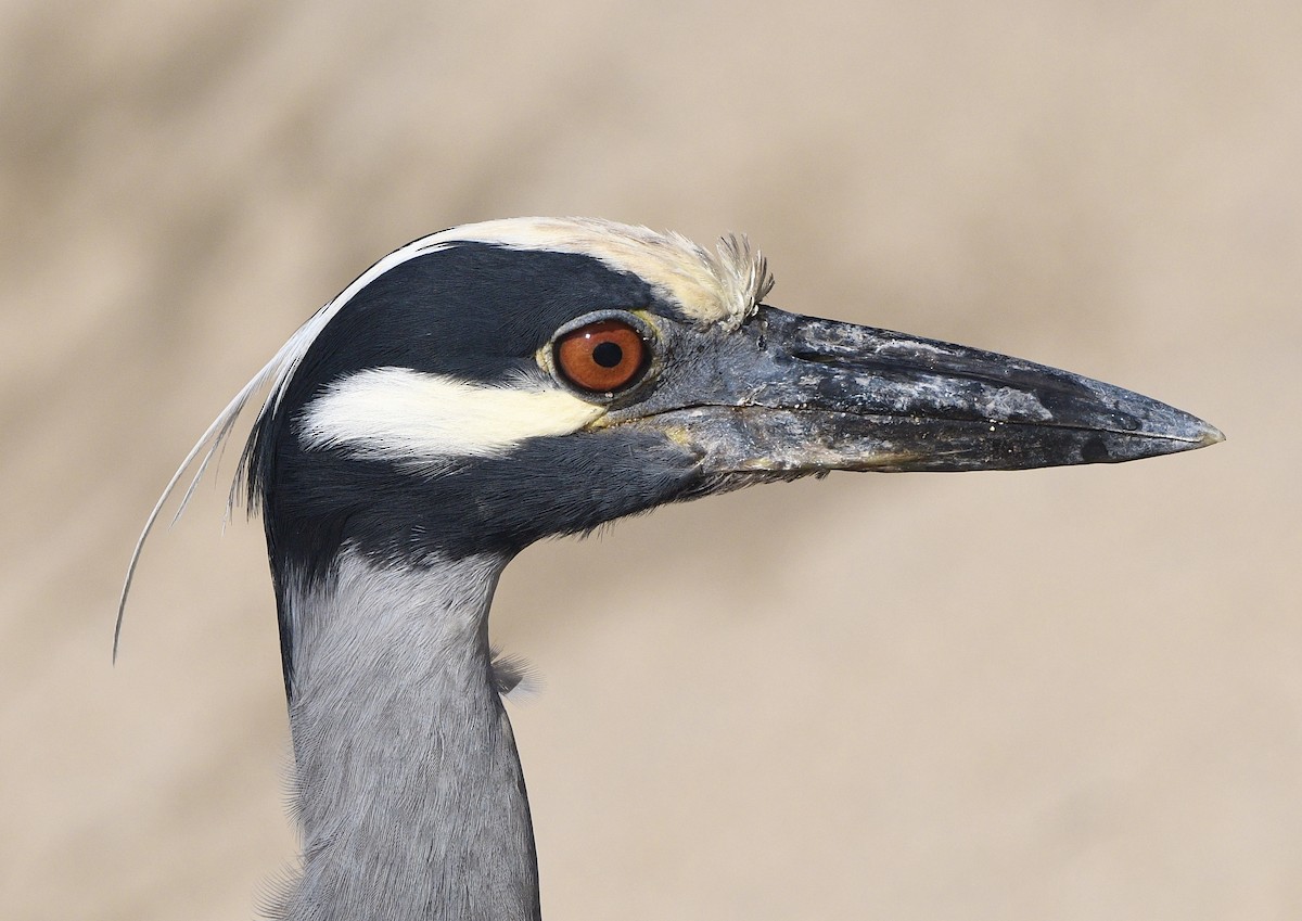 Yellow-crowned Night Heron - ML635199011