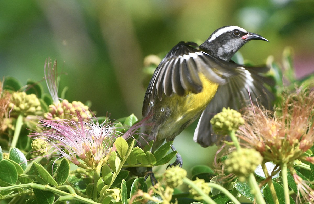 Bananaquit - ML635199027