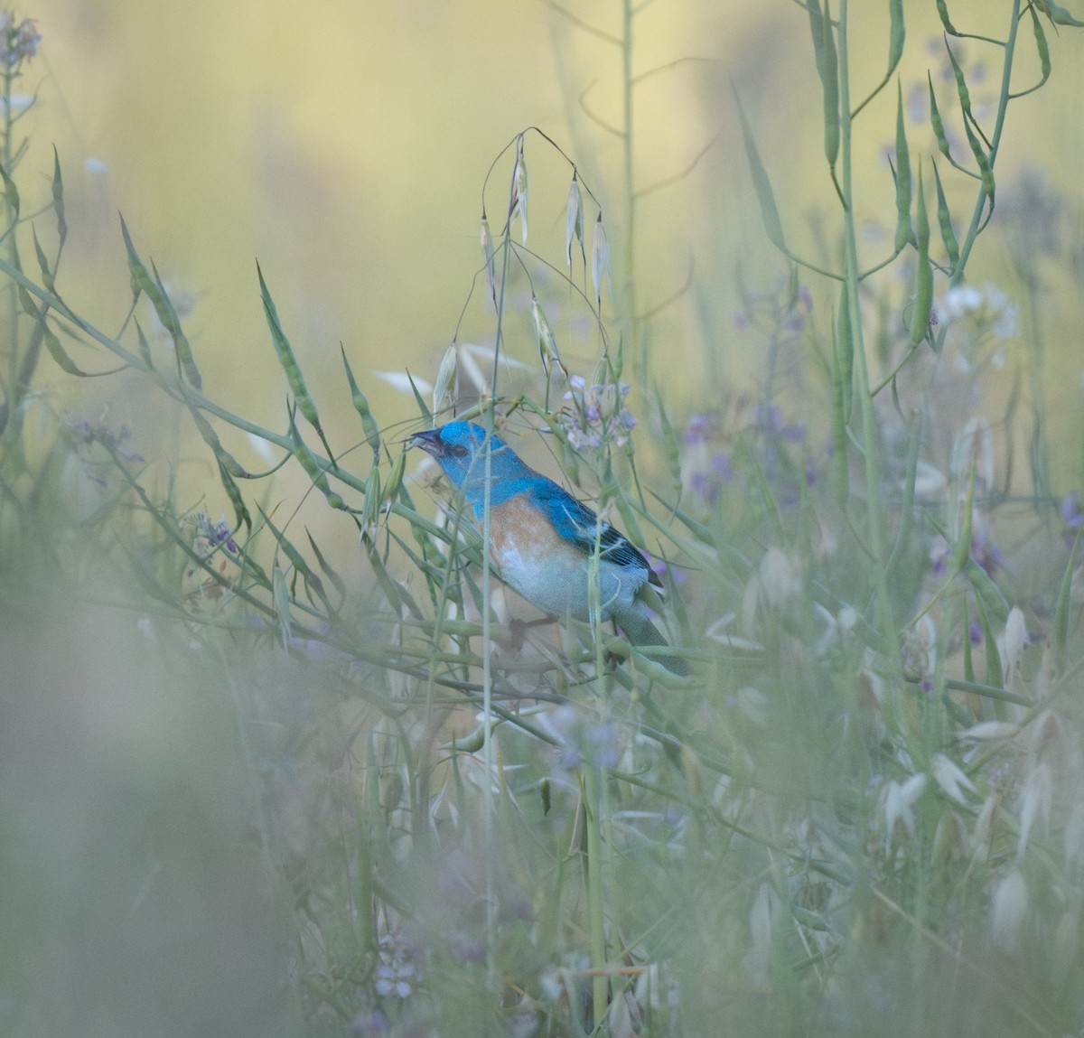 Lazuli Bunting - ML635199050