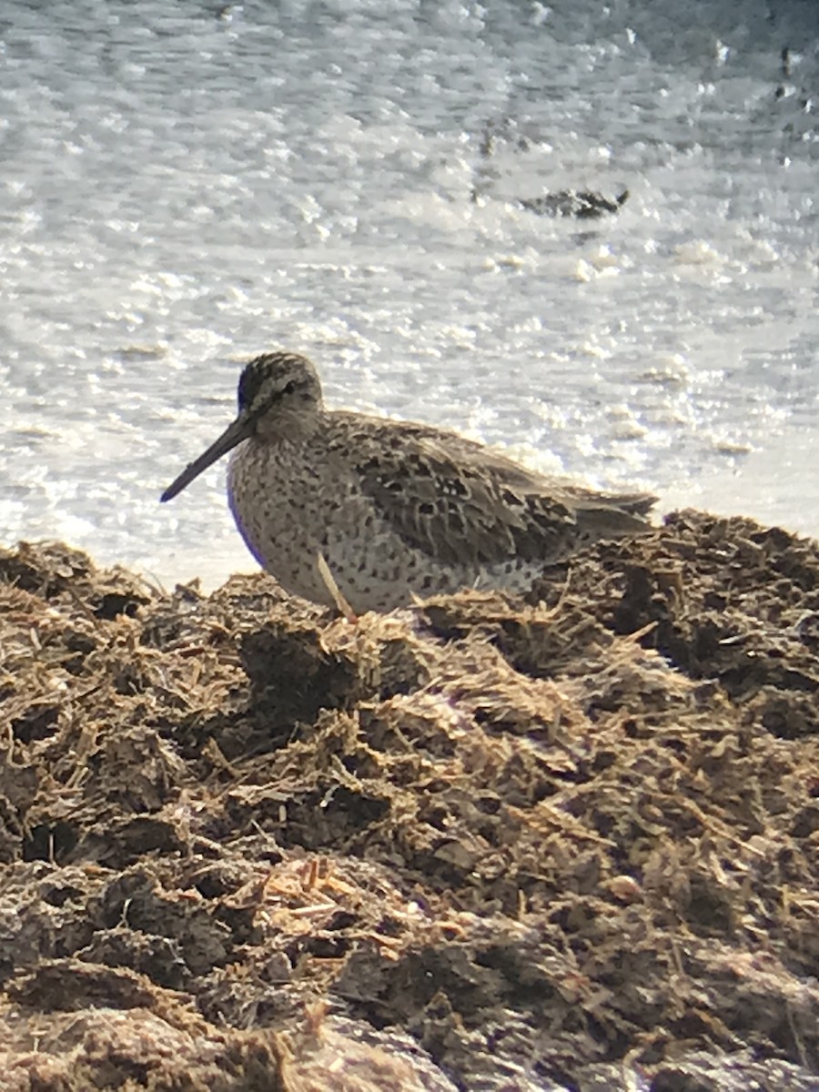 Short-billed Dowitcher - ML635199150