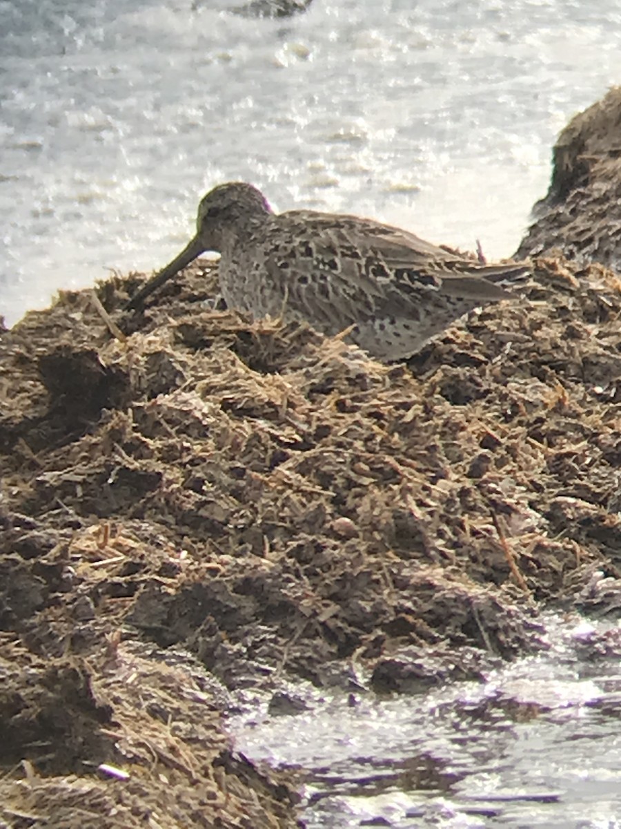 Short-billed Dowitcher - ML635199151