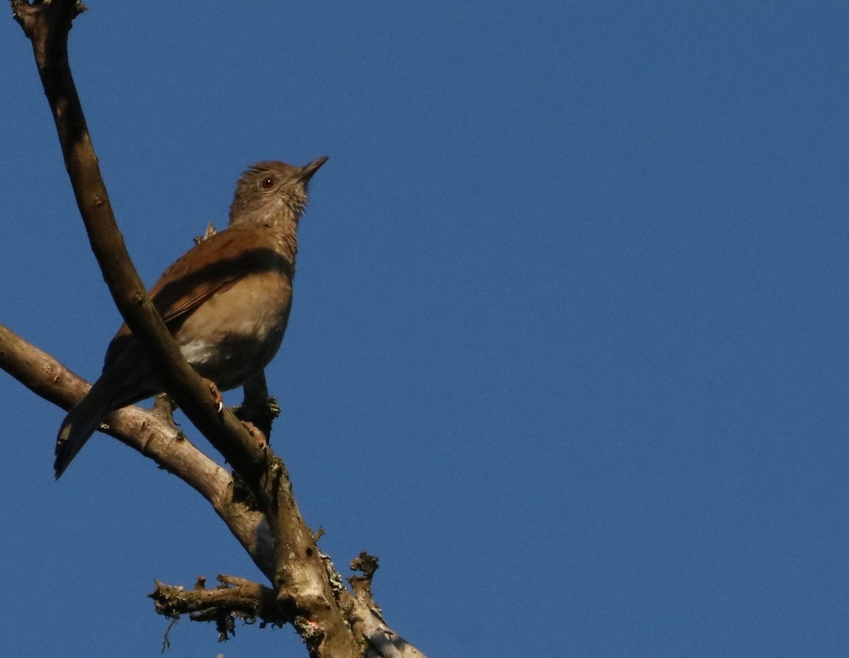 Pale-breasted Thrush - ML635199233