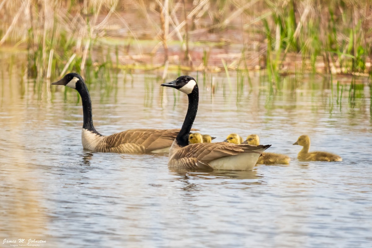 Canada Goose - ML635199289