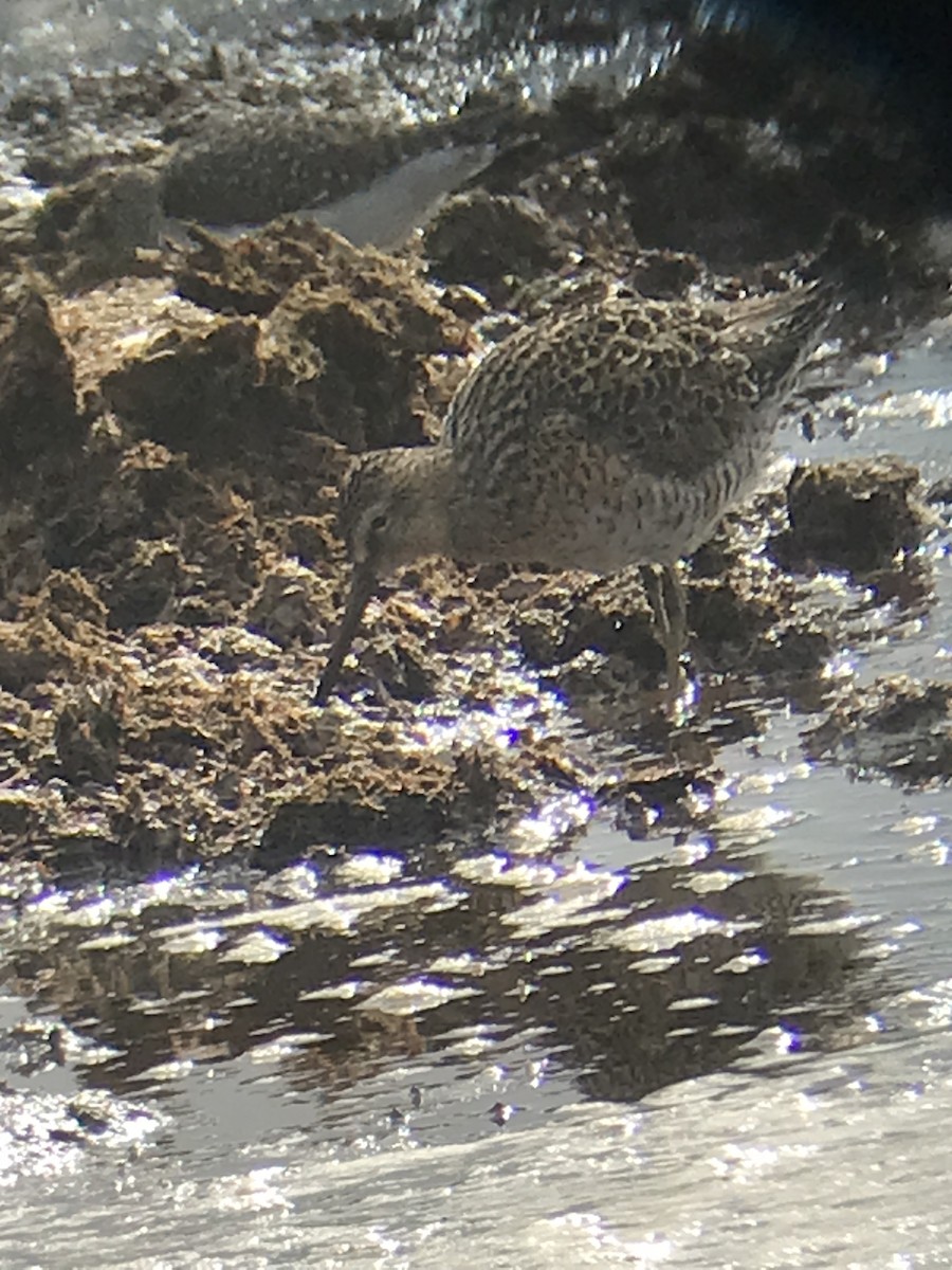 Short-billed Dowitcher - ML635199313