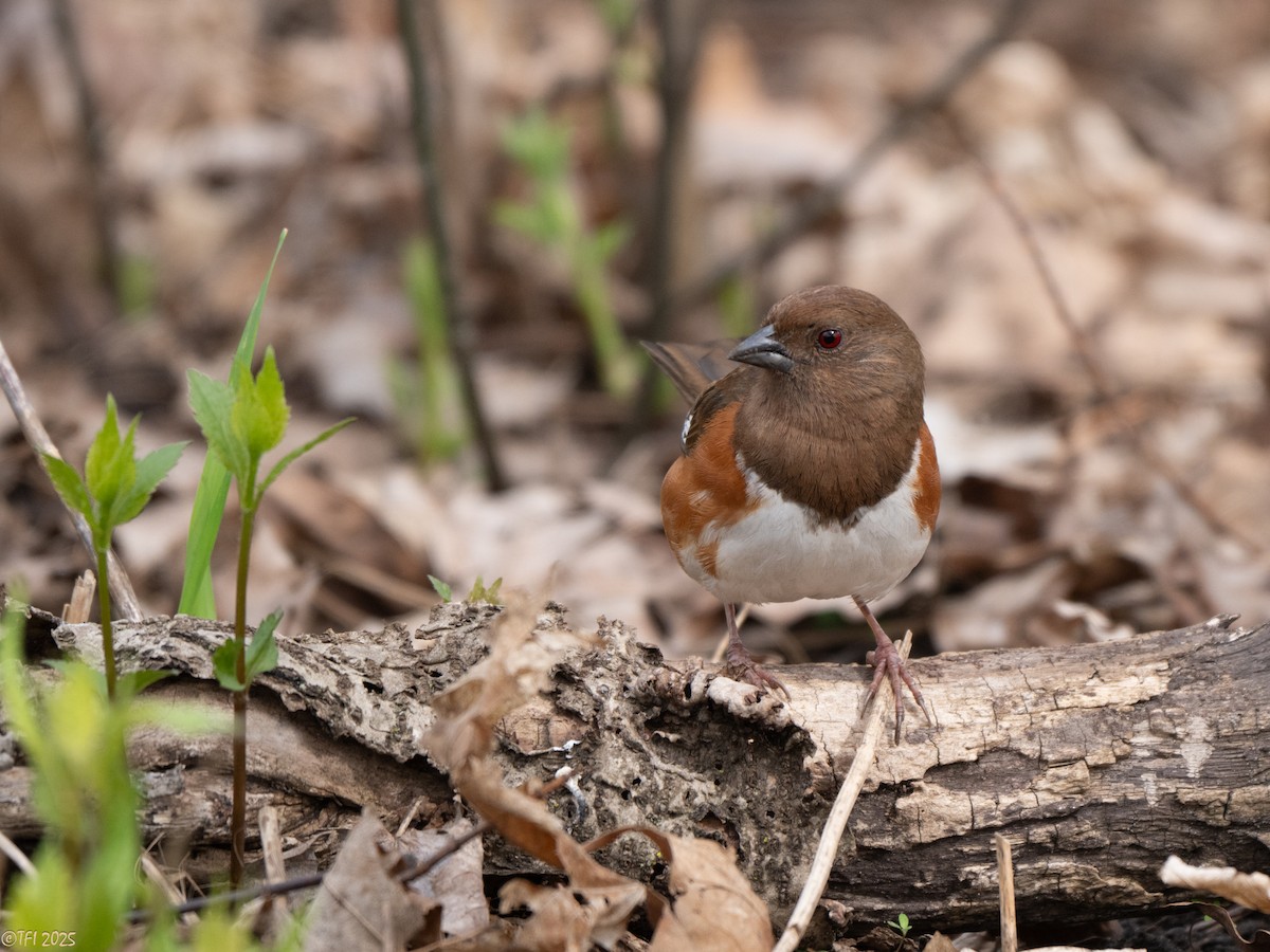 Eastern Towhee - ML635199327