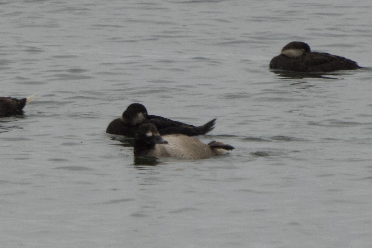White-winged Scoter - ML635199396