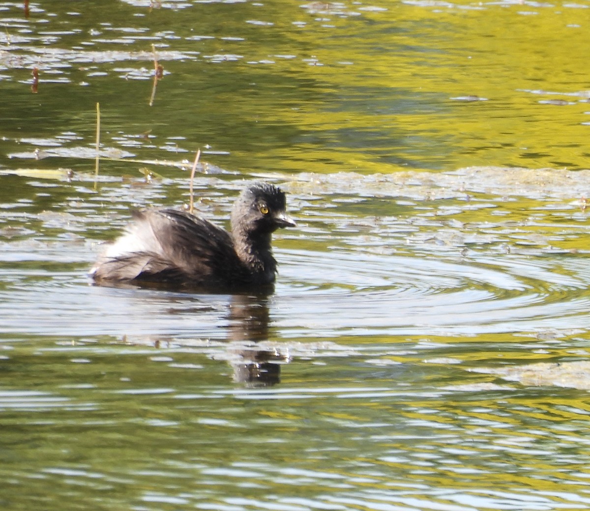 Least Grebe - ML635199403