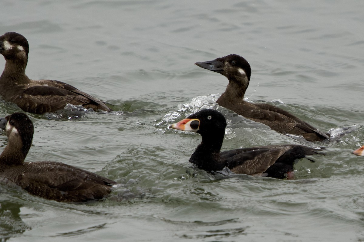 Surf Scoter - ML635199425