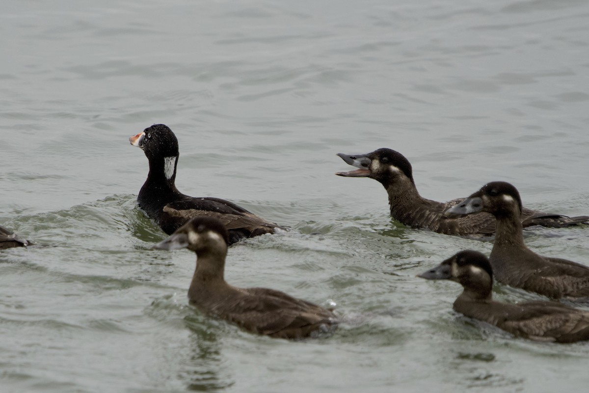 Surf Scoter - ML635199439