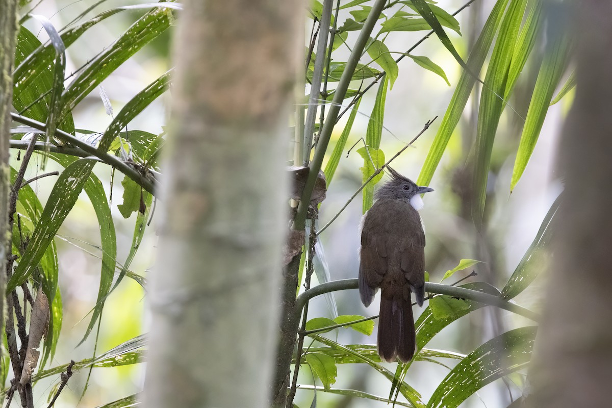 Penan Bulbul - ML635199475
