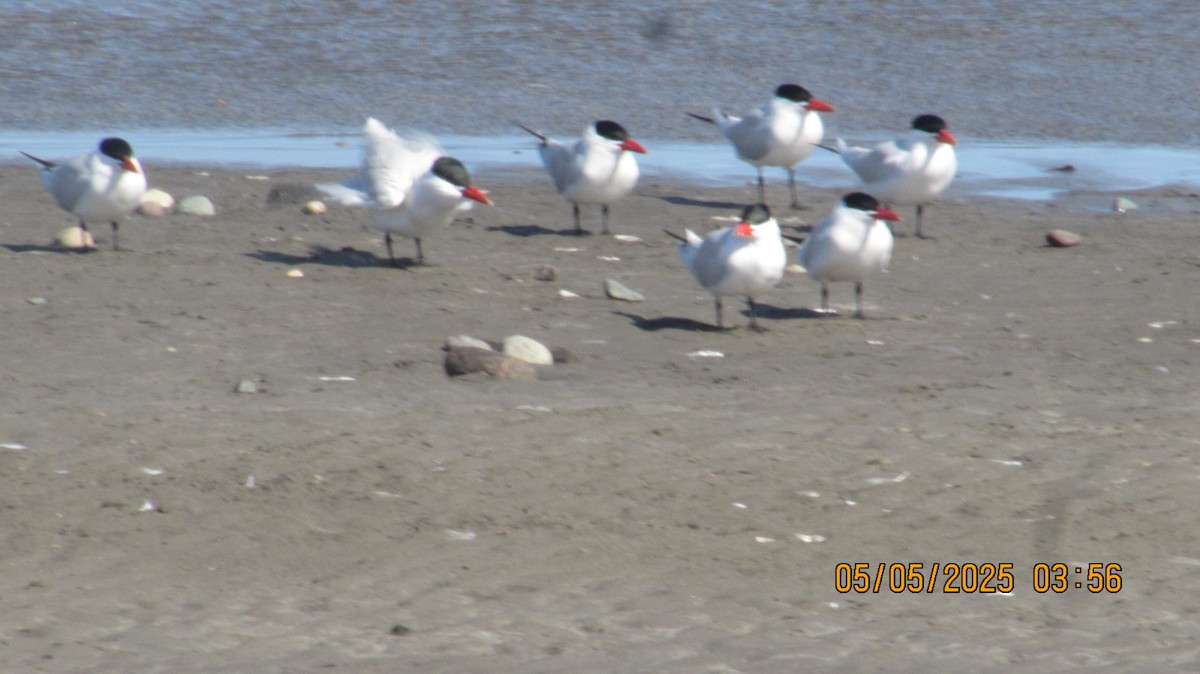 Caspian Tern - ML635199531