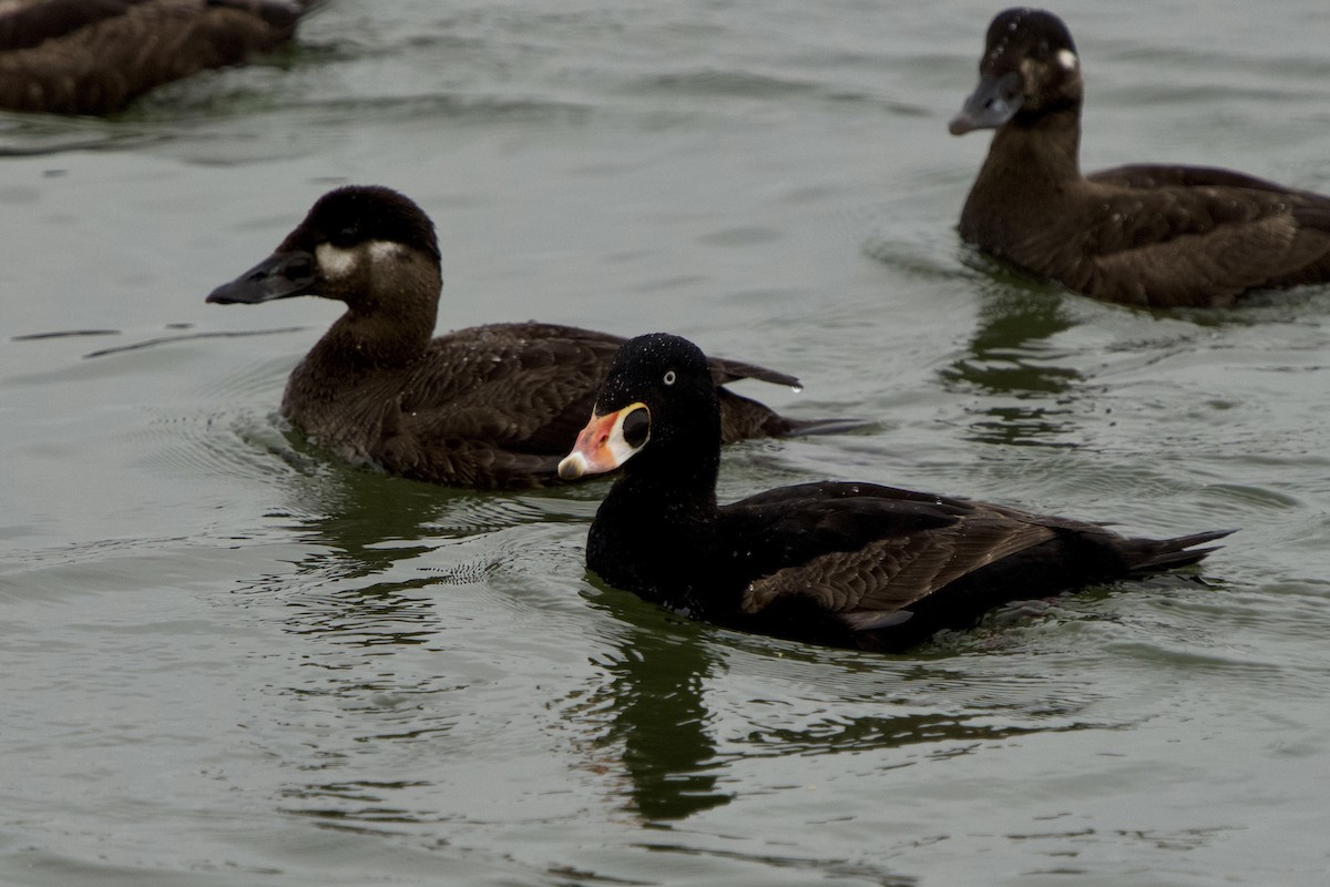 Surf Scoter - ML635199539