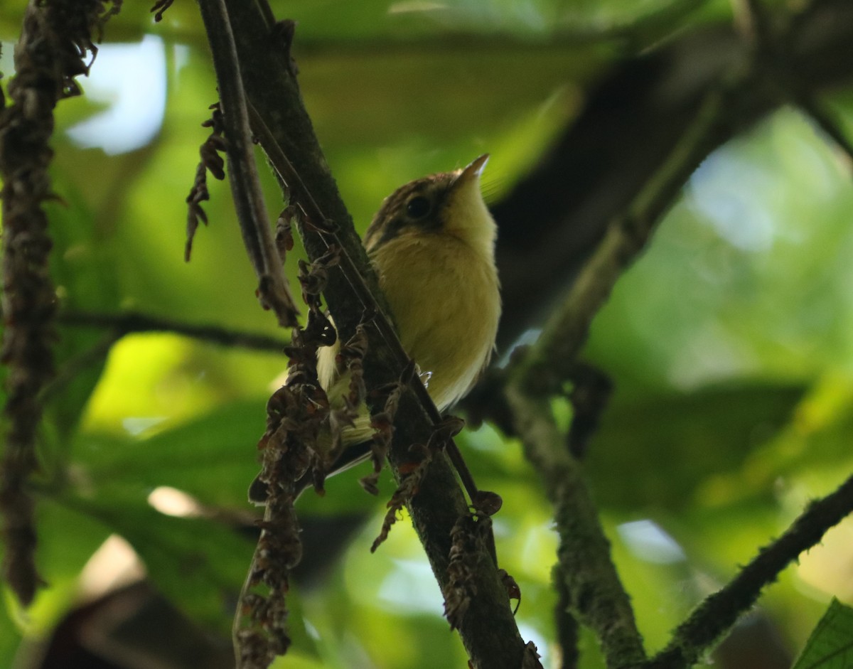 White-throated Spadebill - ML635199563