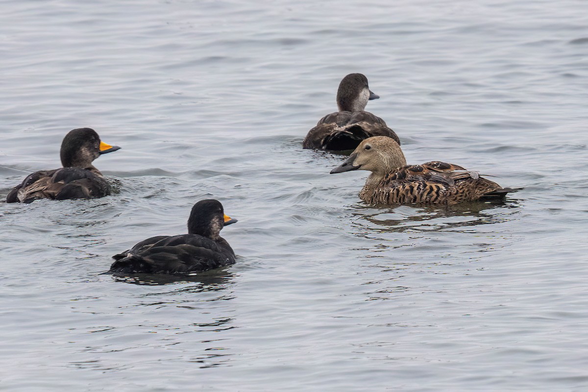 King Eider - ML635199618