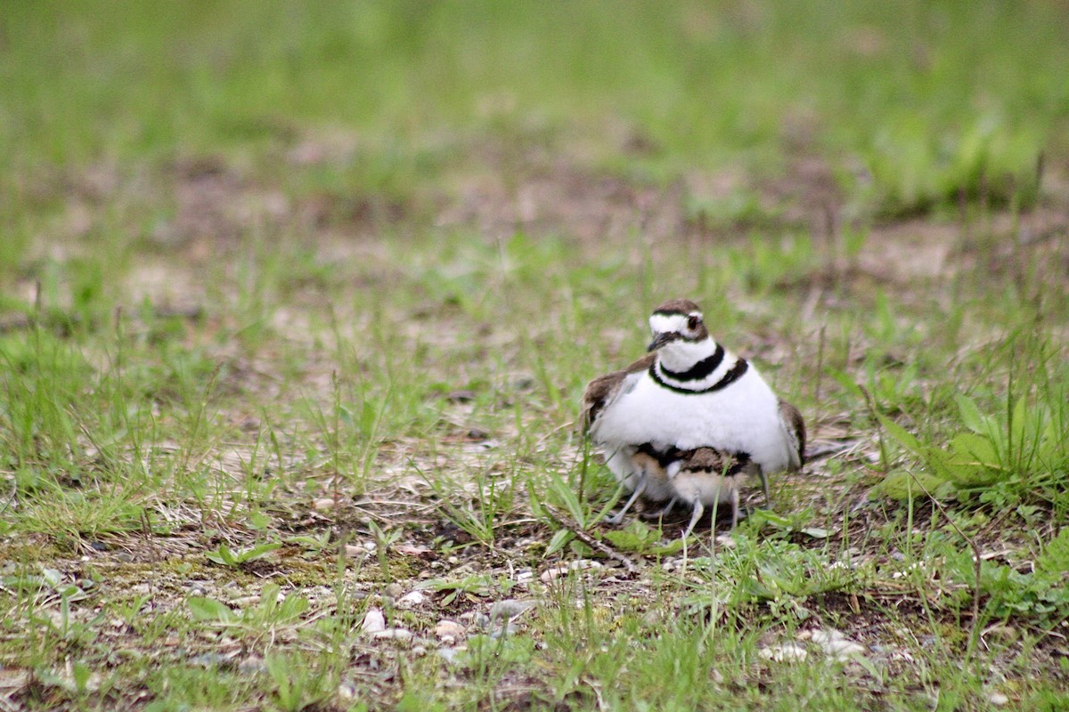 Killdeer - ML635199798