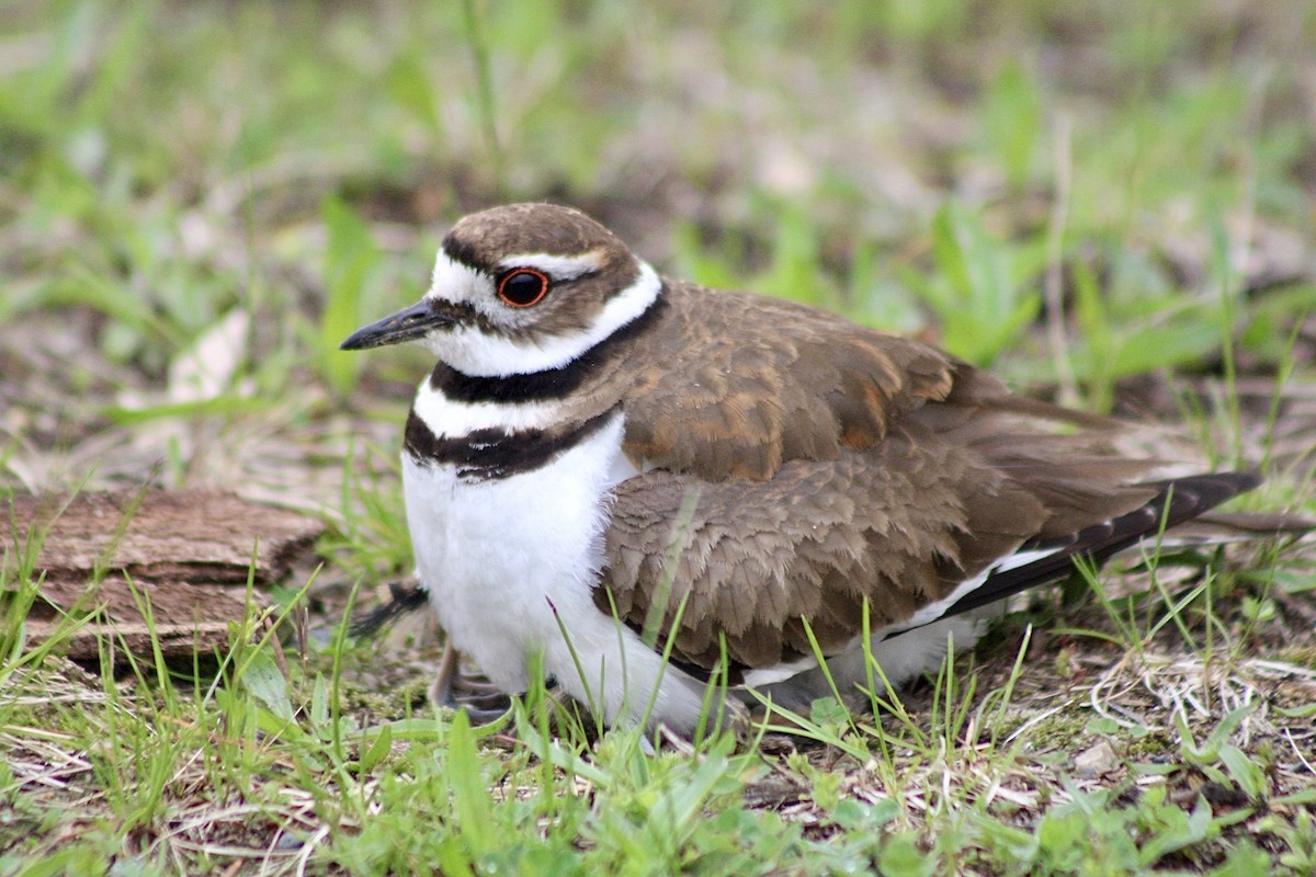 Killdeer - ML635199799