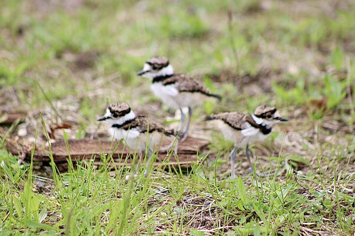 Killdeer - ML635199800