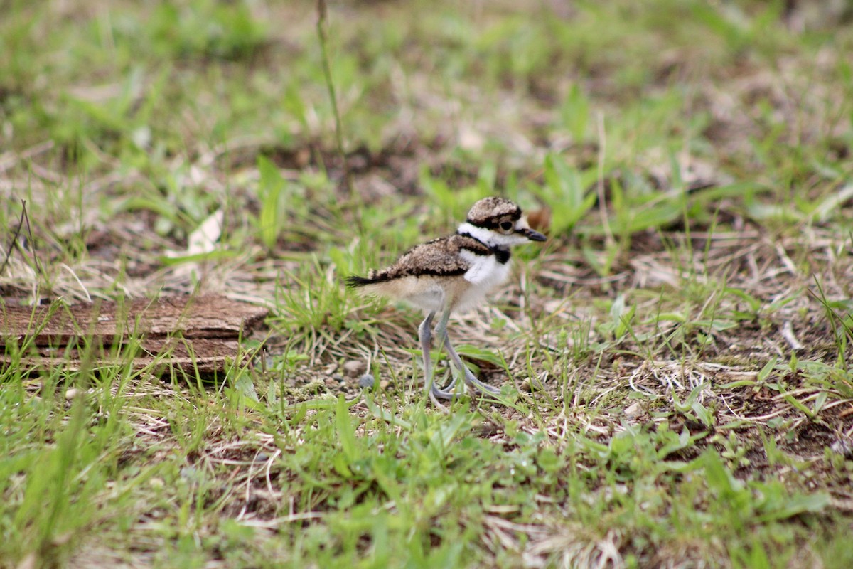 Killdeer - ML635199801